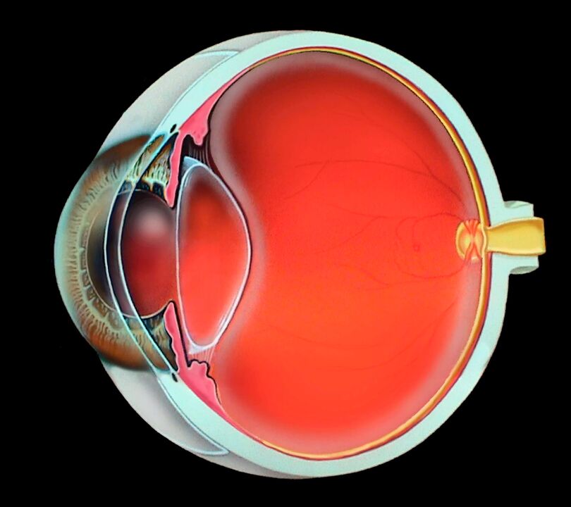 Structuur van het menselijk oog